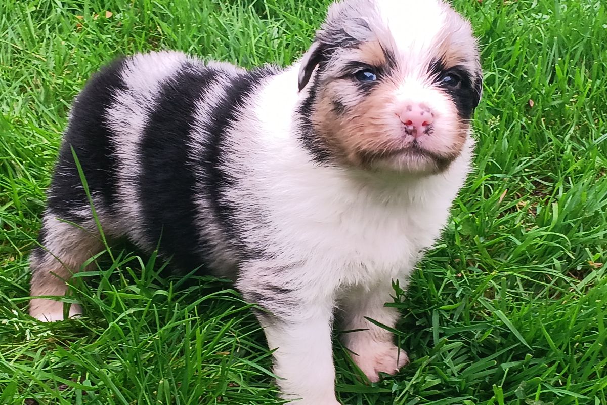 Chiots bergers australiens lof