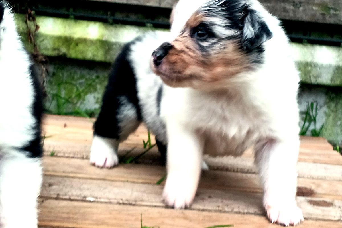 Photo 3 Chiots bergers australiens lof