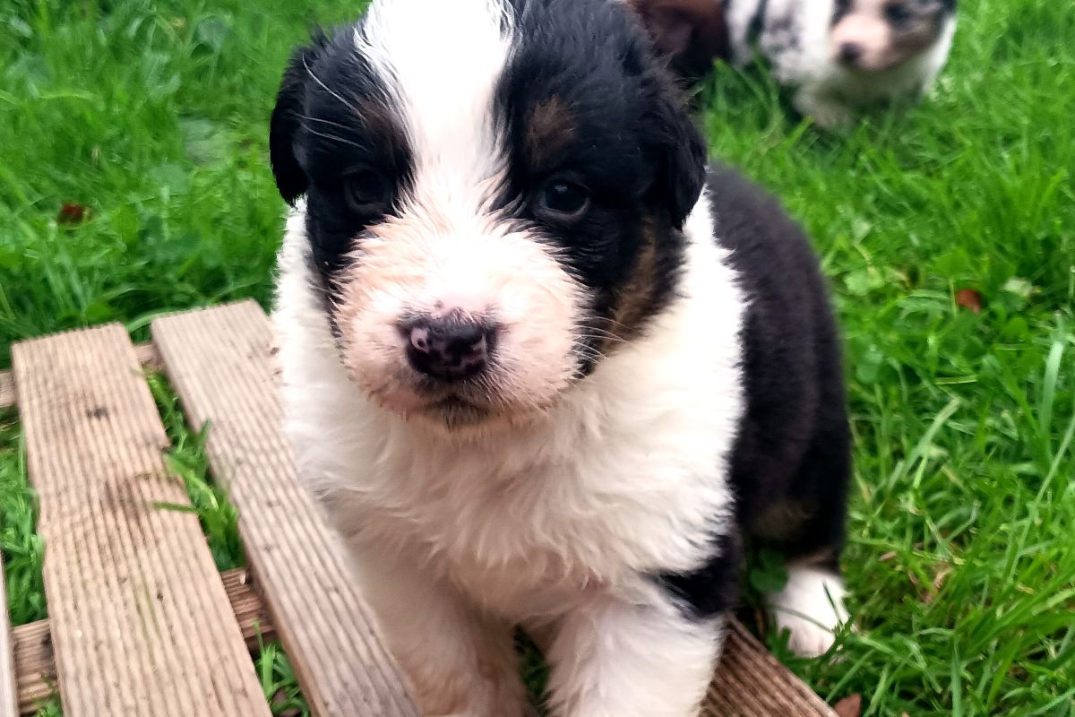 Photo 2 Chiots bergers australiens lof