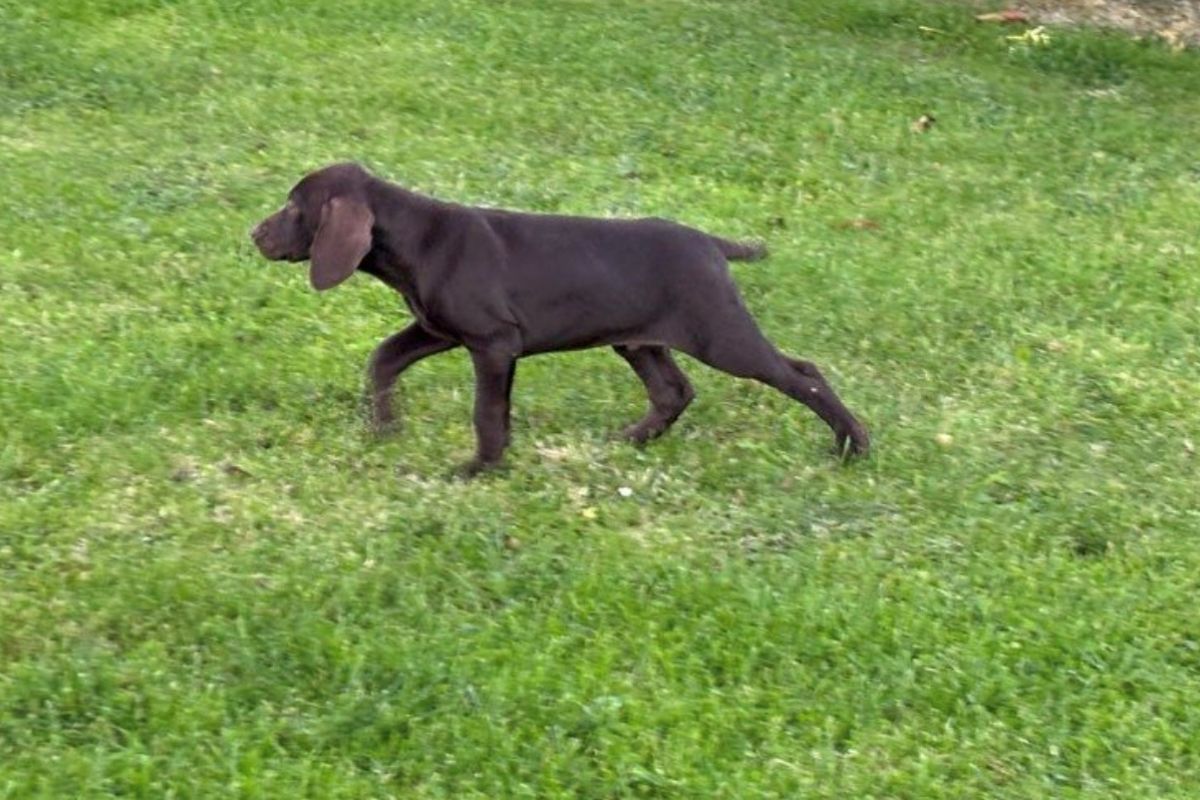 Photo 3 Chiots race braque allemand