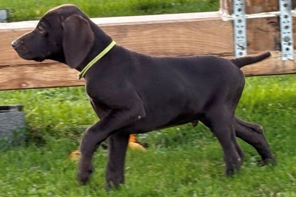 Photo 2 Chiots race braque allemand