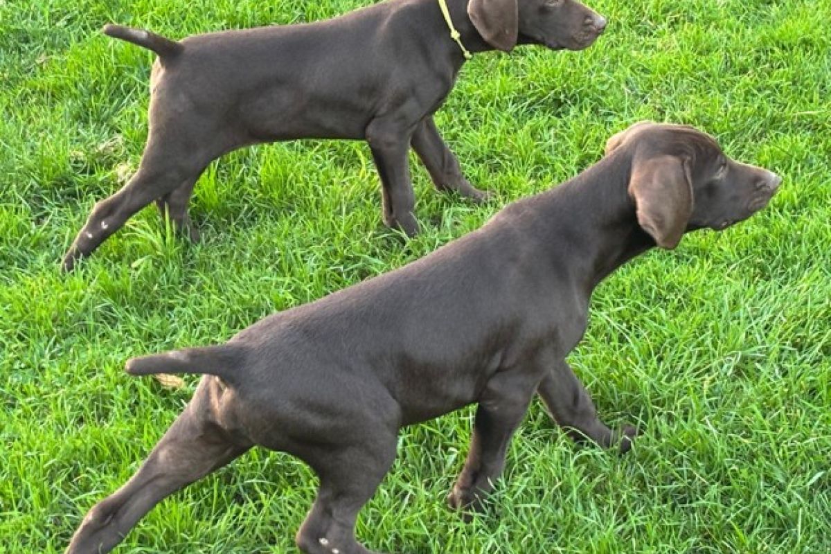 Chiots race braque allemand