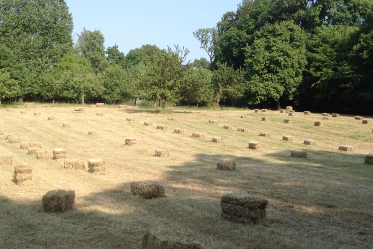 Vends foin
