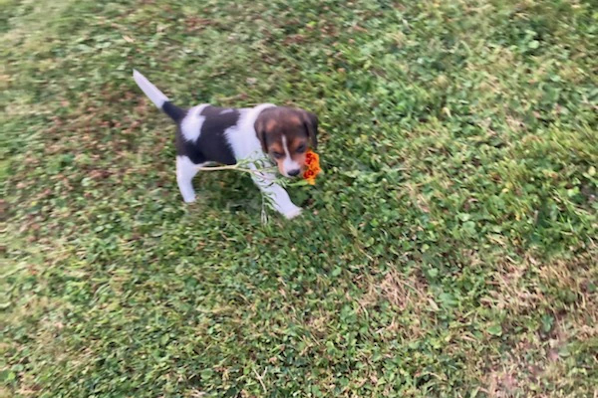 Chiot apparence d'Artois