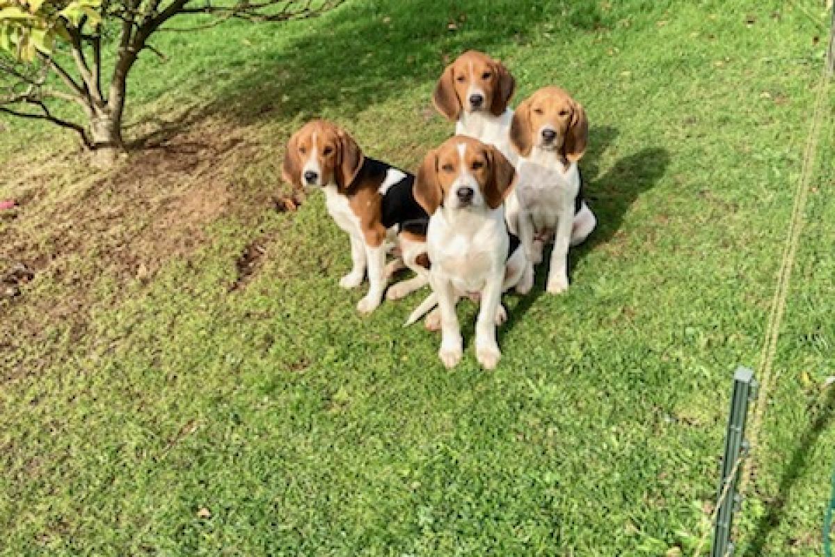 Photo 2 Chiot apparence d'Artois