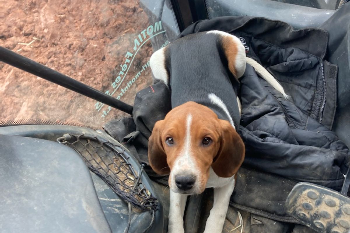 Photo 3 Chiot apparence d'Artois