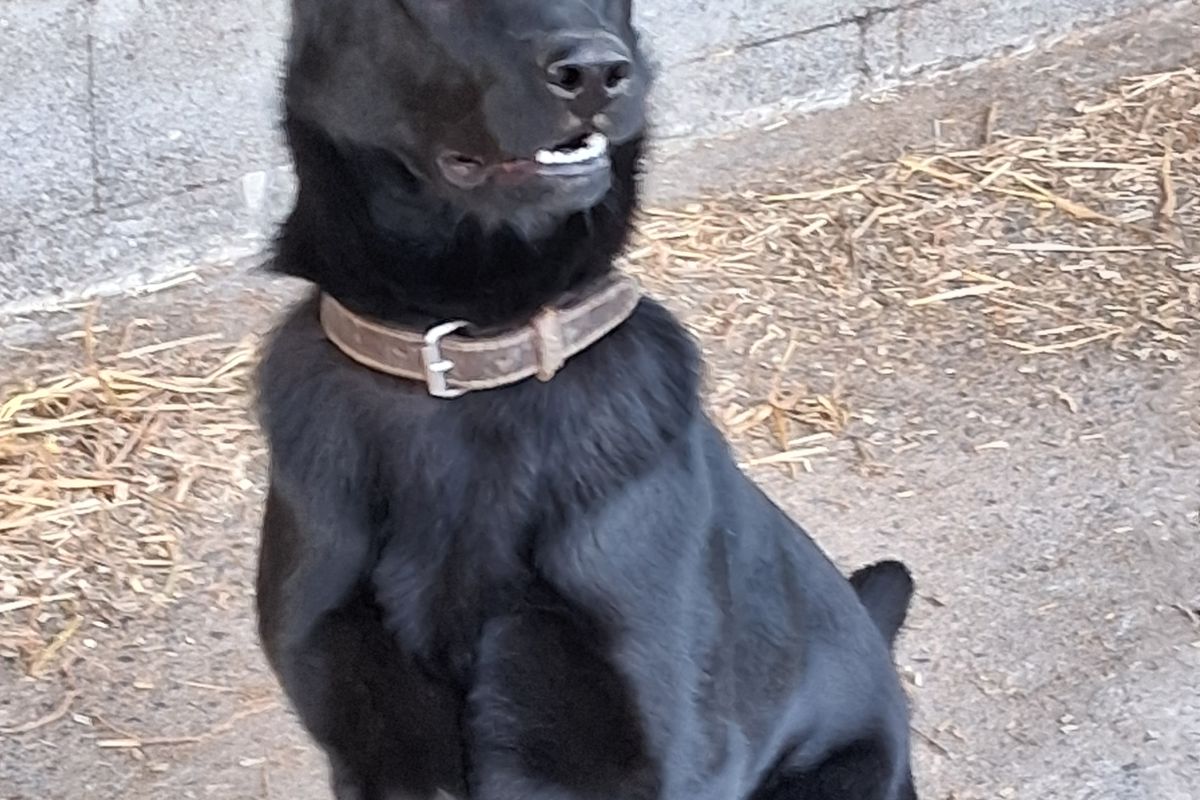 Vends race berger allemand femelle LOF 