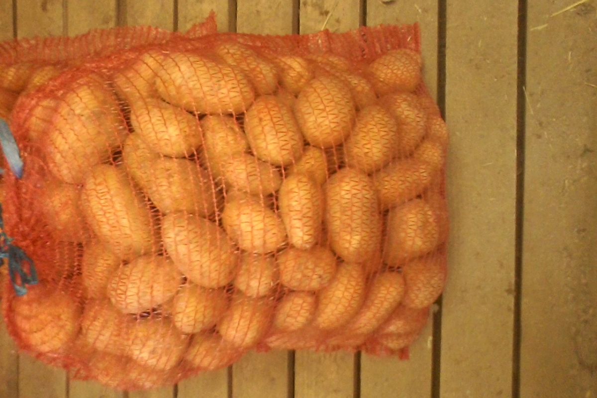 Pommes de terre variété Charlotte