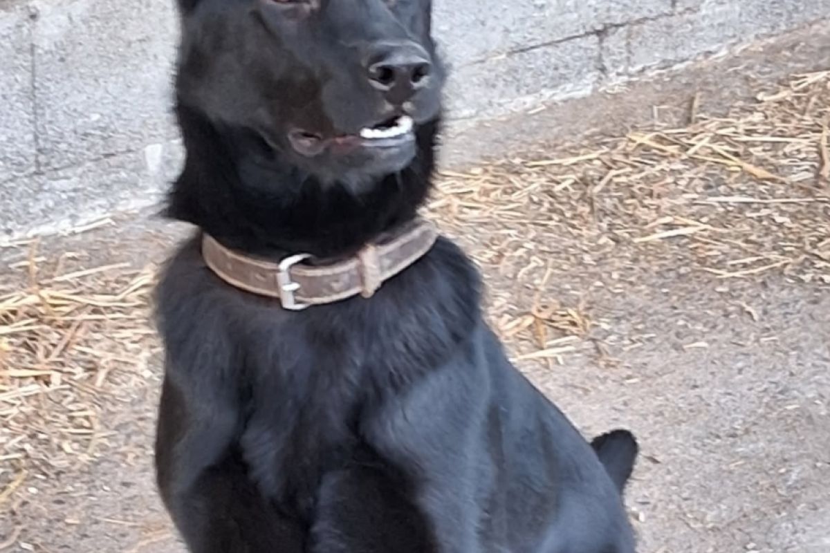 Chienne berger allemand 