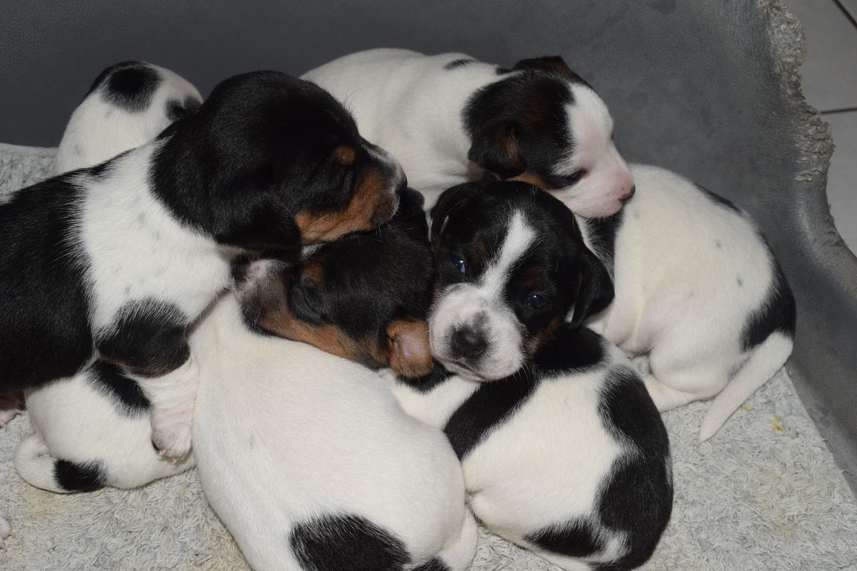 Chiots apparence jack russel tricolore