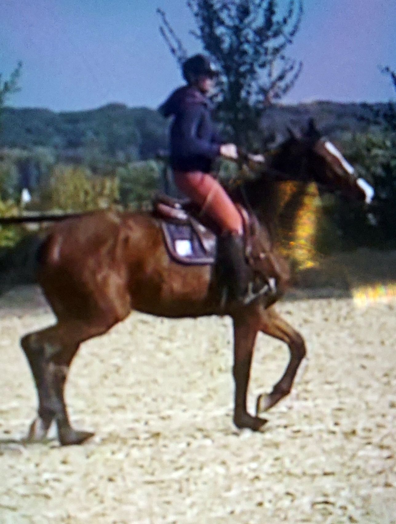 Photo 2 Maleho du Bouleaux