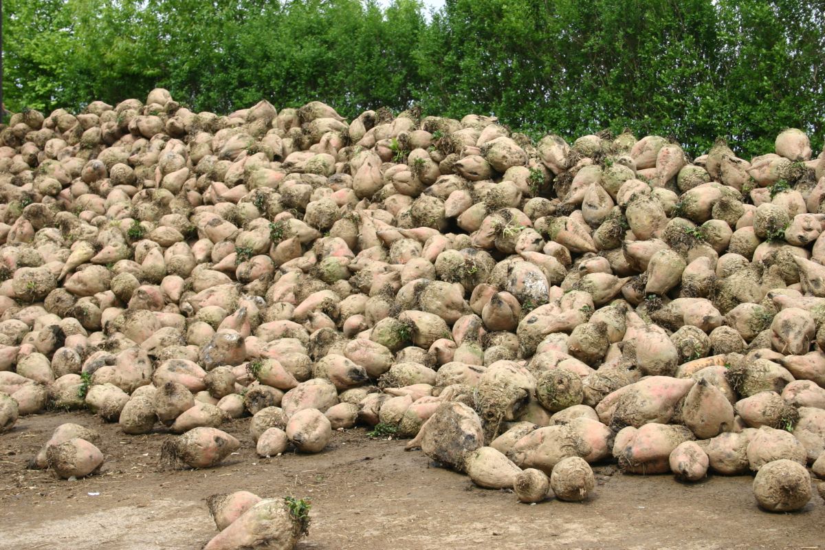 Betteraves fourrageres au detail