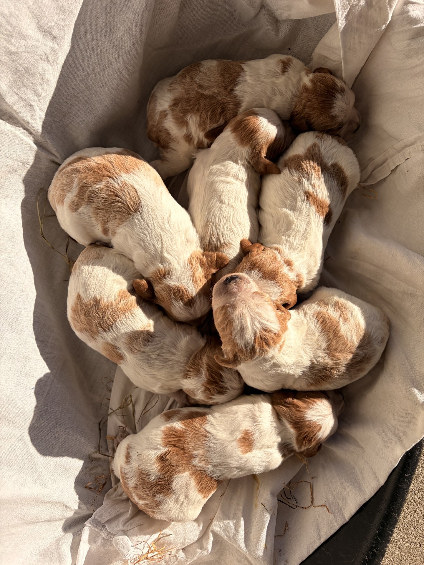 Race épagneul breton