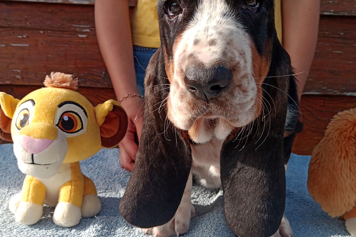 race Basset hound LOF