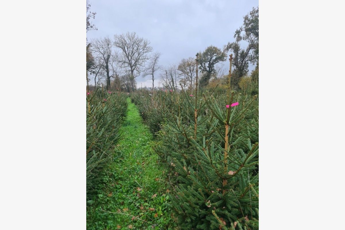 Sapins de Noël