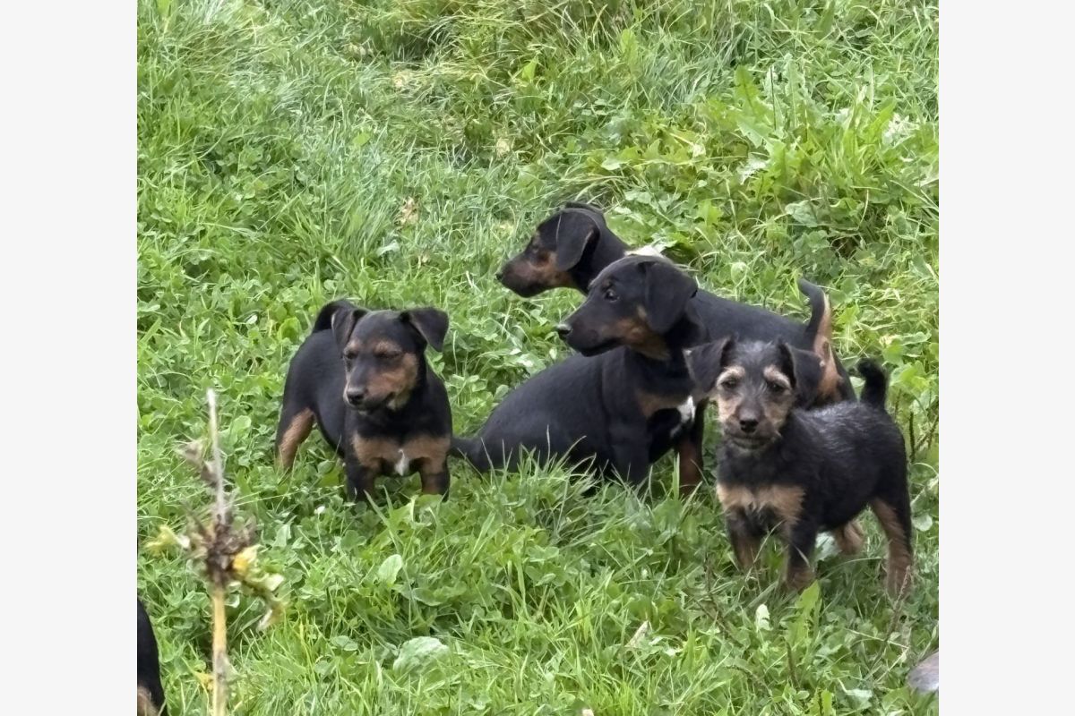 Apparence jagd terrier