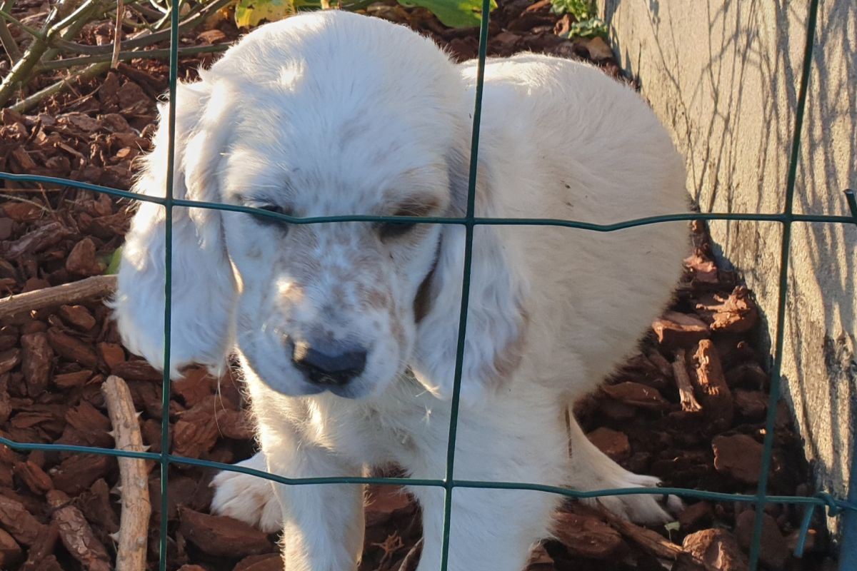 Photo 2 À réserver chiots setter anglais Lemon 