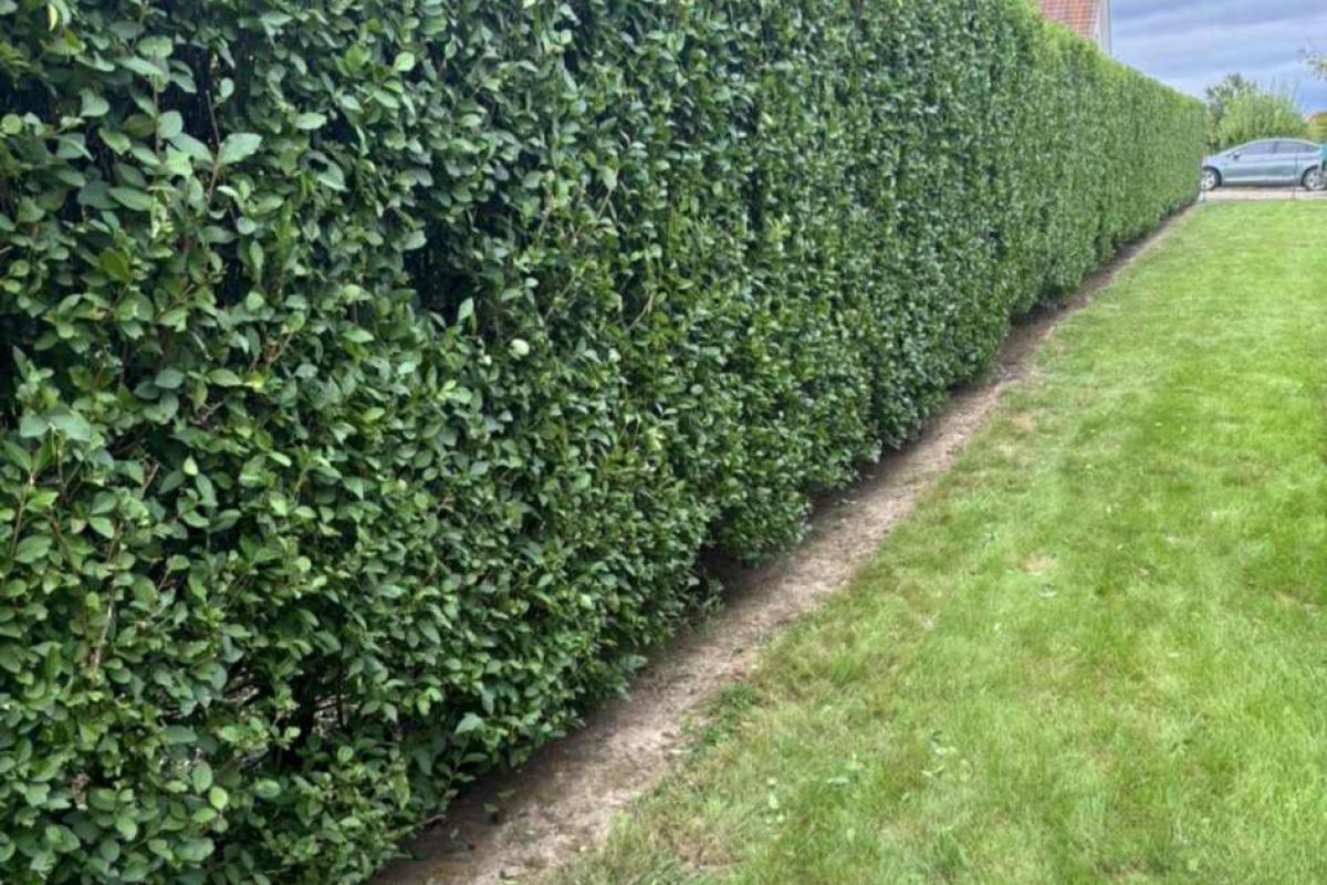 Photo 2 PAYSAGISTE Espace vert 