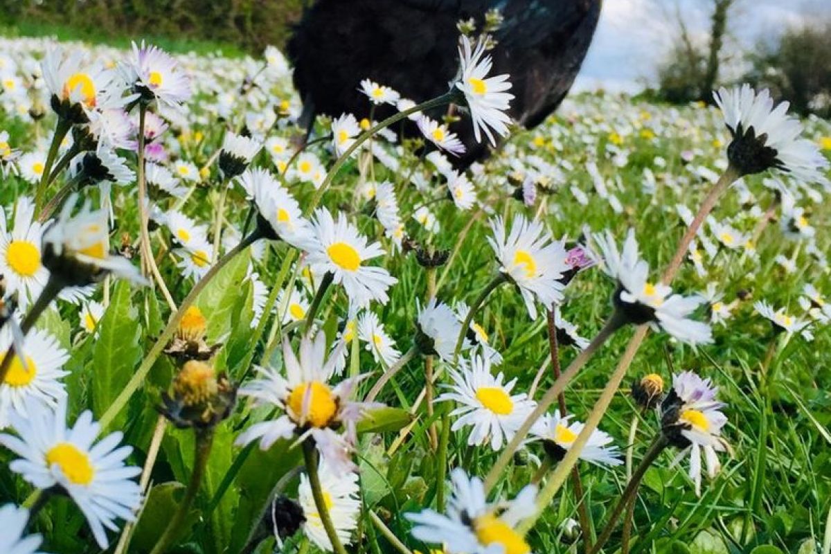 Ouvrier agricole - mi temps - Poules pondeuses