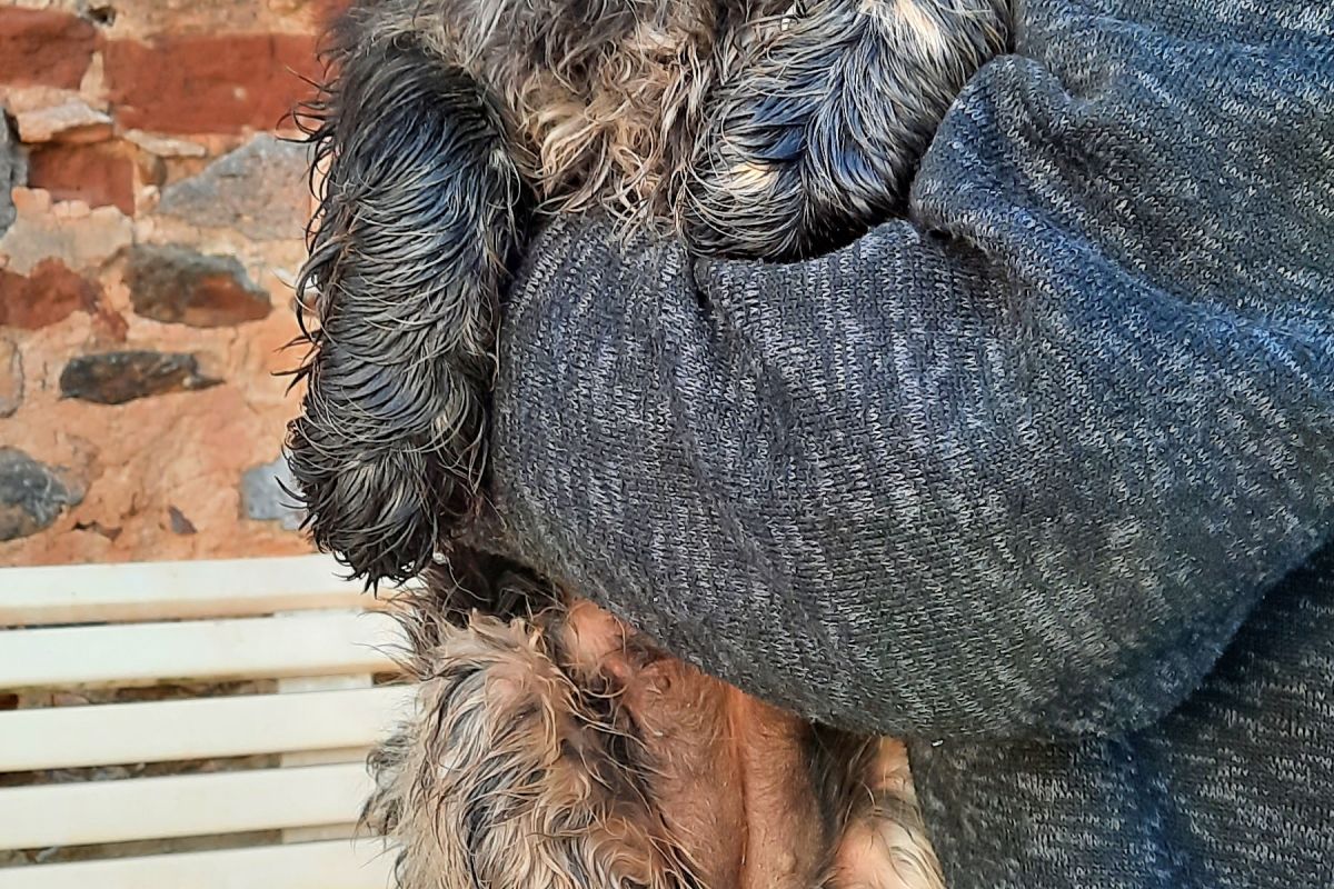 Photo 2 Chiots Cocker