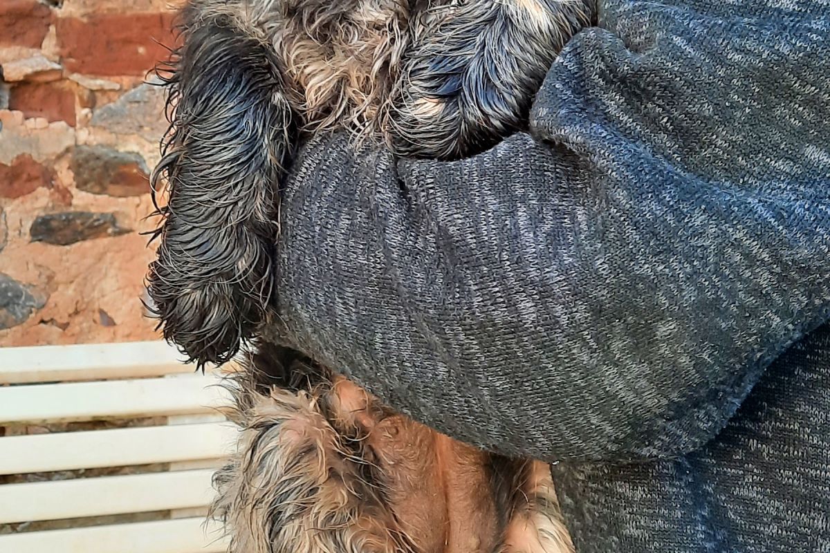 Photo 3 Chiots Cocker