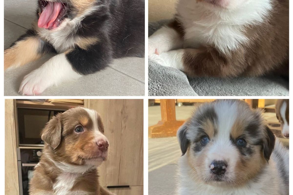 Chiots apparence berger australien 