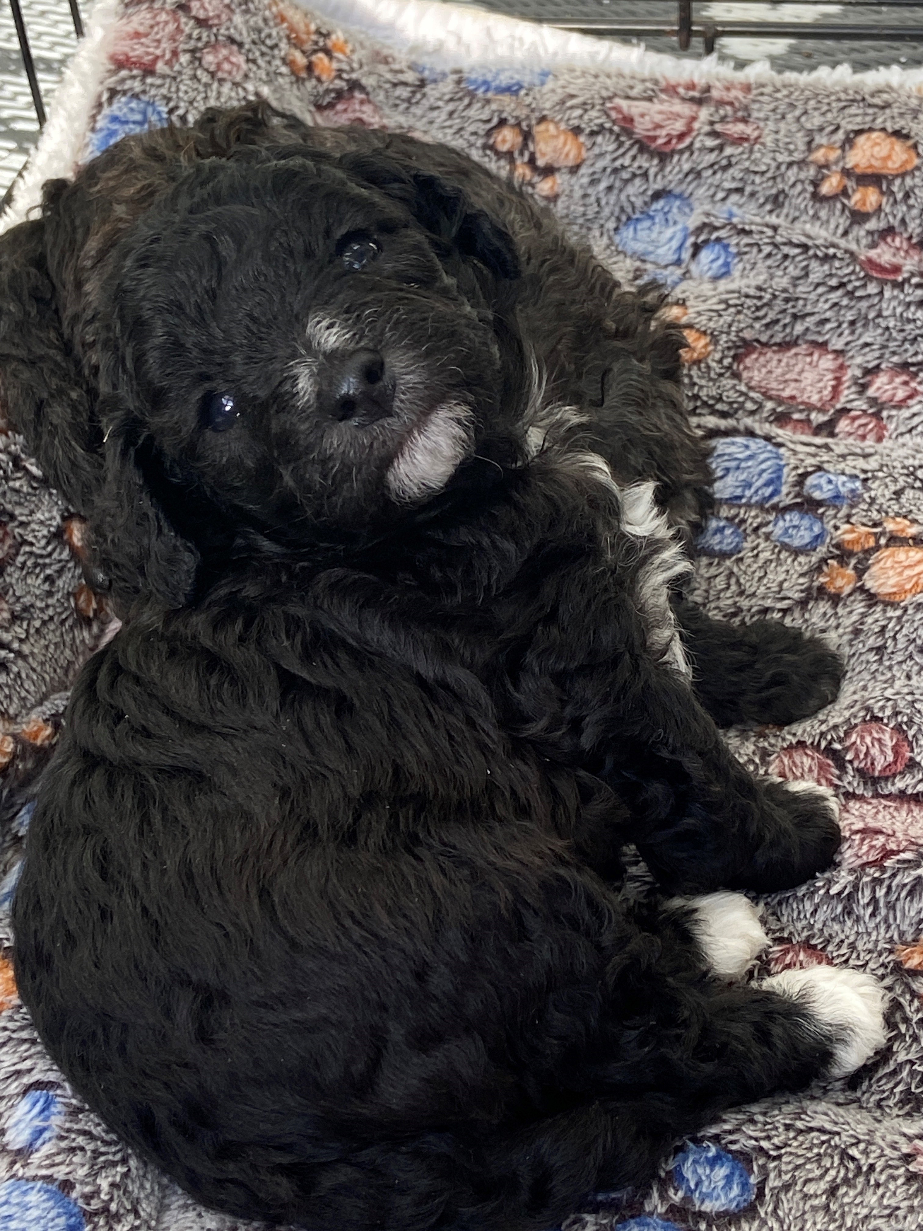 Photo 3 A réserver apparence caniche nain maltipoo