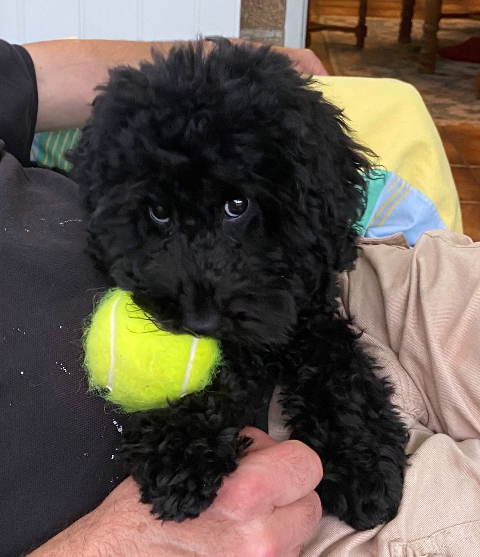 A réserver apparence caniche nain maltipoo