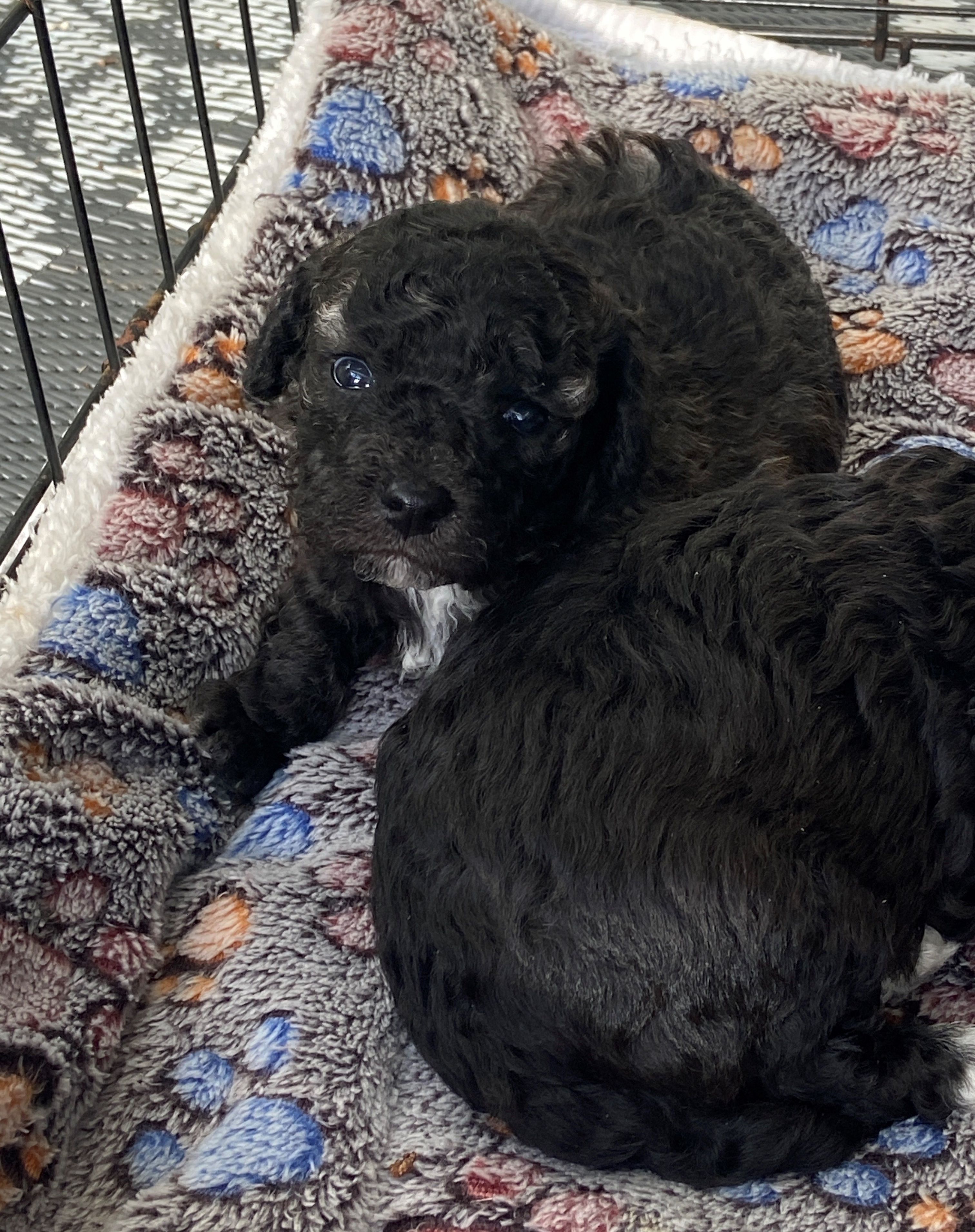 Photo 2 A réserver apparence caniche nain maltipoo