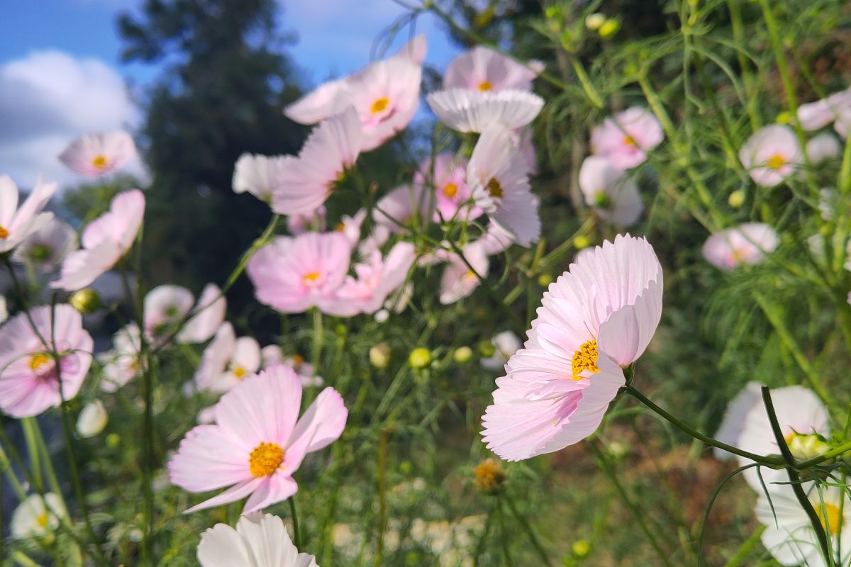 Recherche parcelle agricole proche Granville