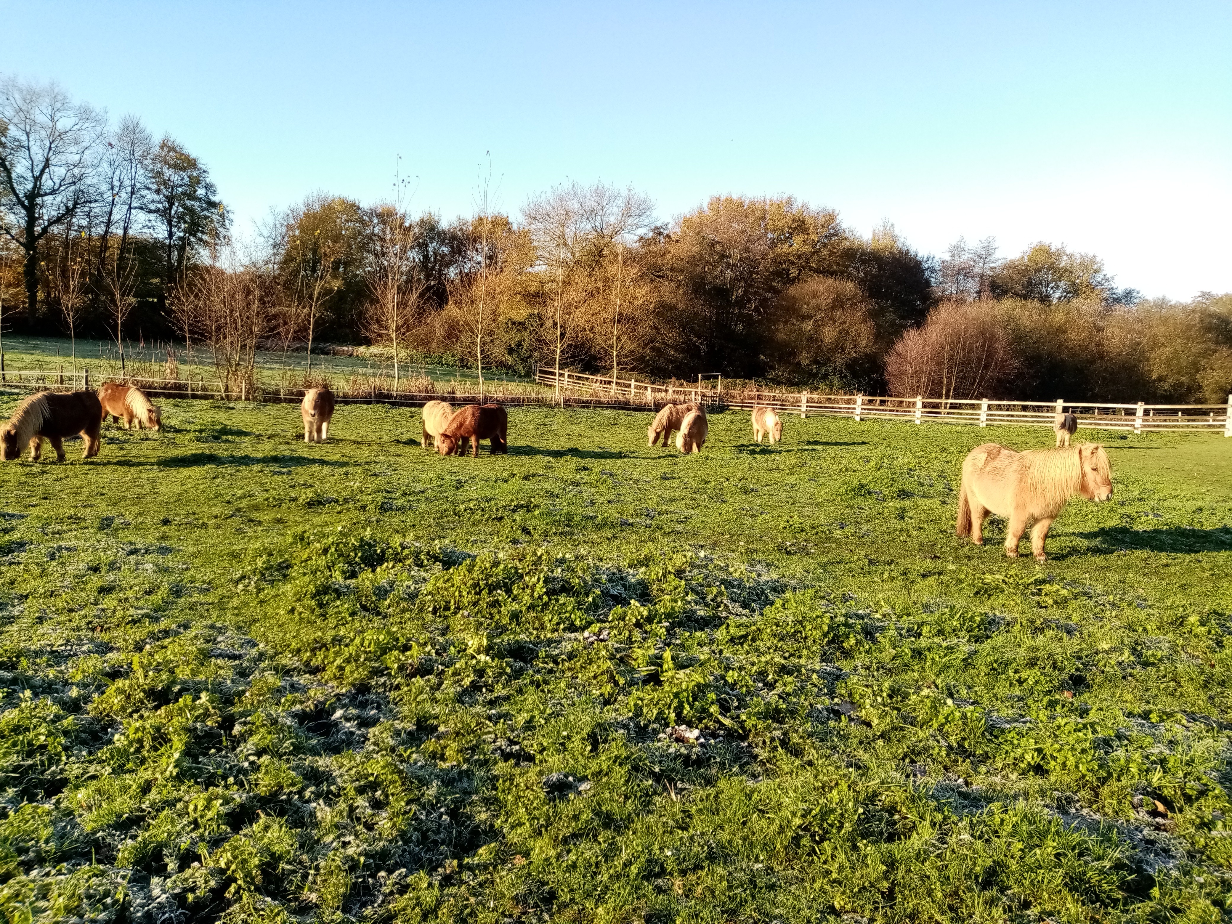 MINI SHETLANDS A VENDRE 