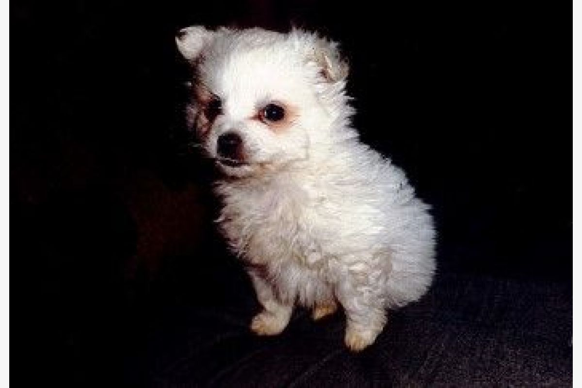 Apparence loulou de Poméranie