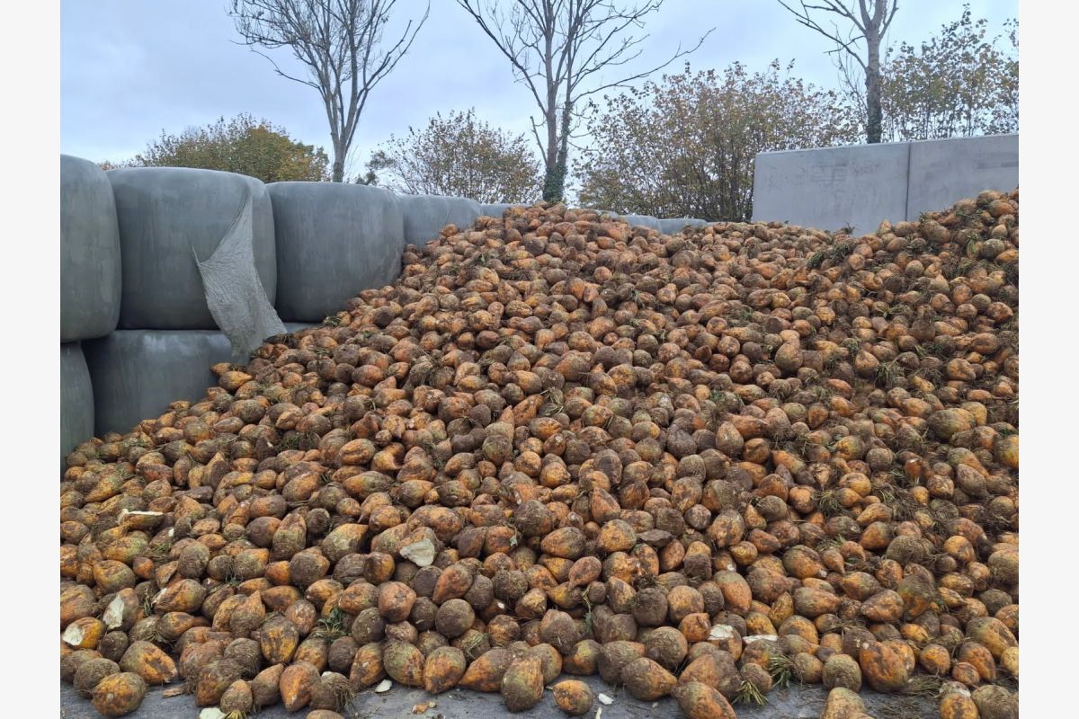 Betteraves fourragères