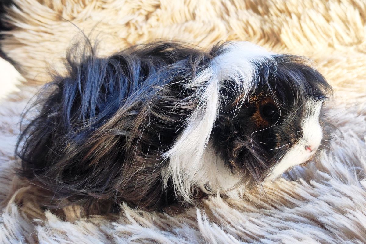 Cochon d'Inde péruvien 