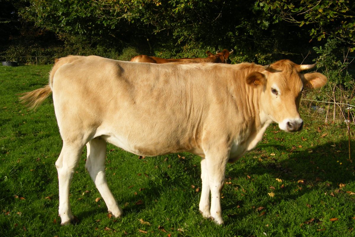 Photo 3 Blonde d'Aquitaine