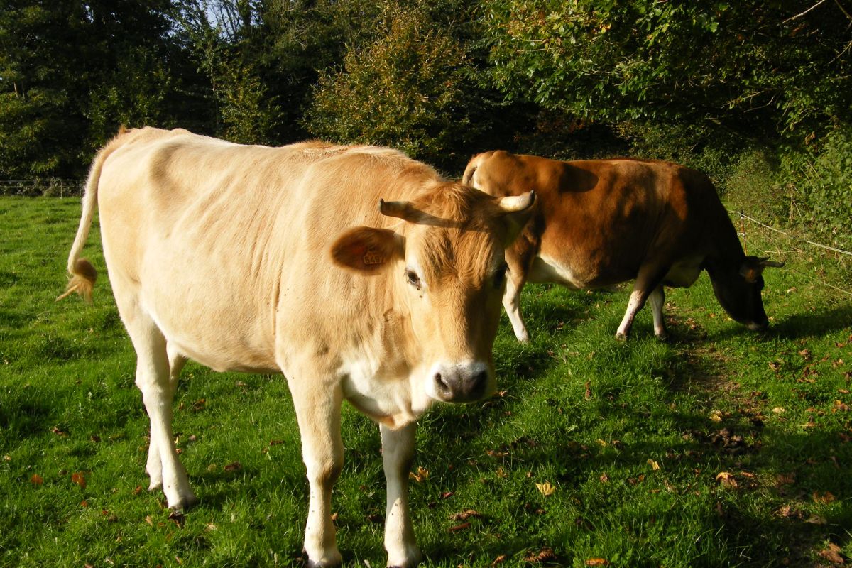 Photo 2 Blonde d'Aquitaine