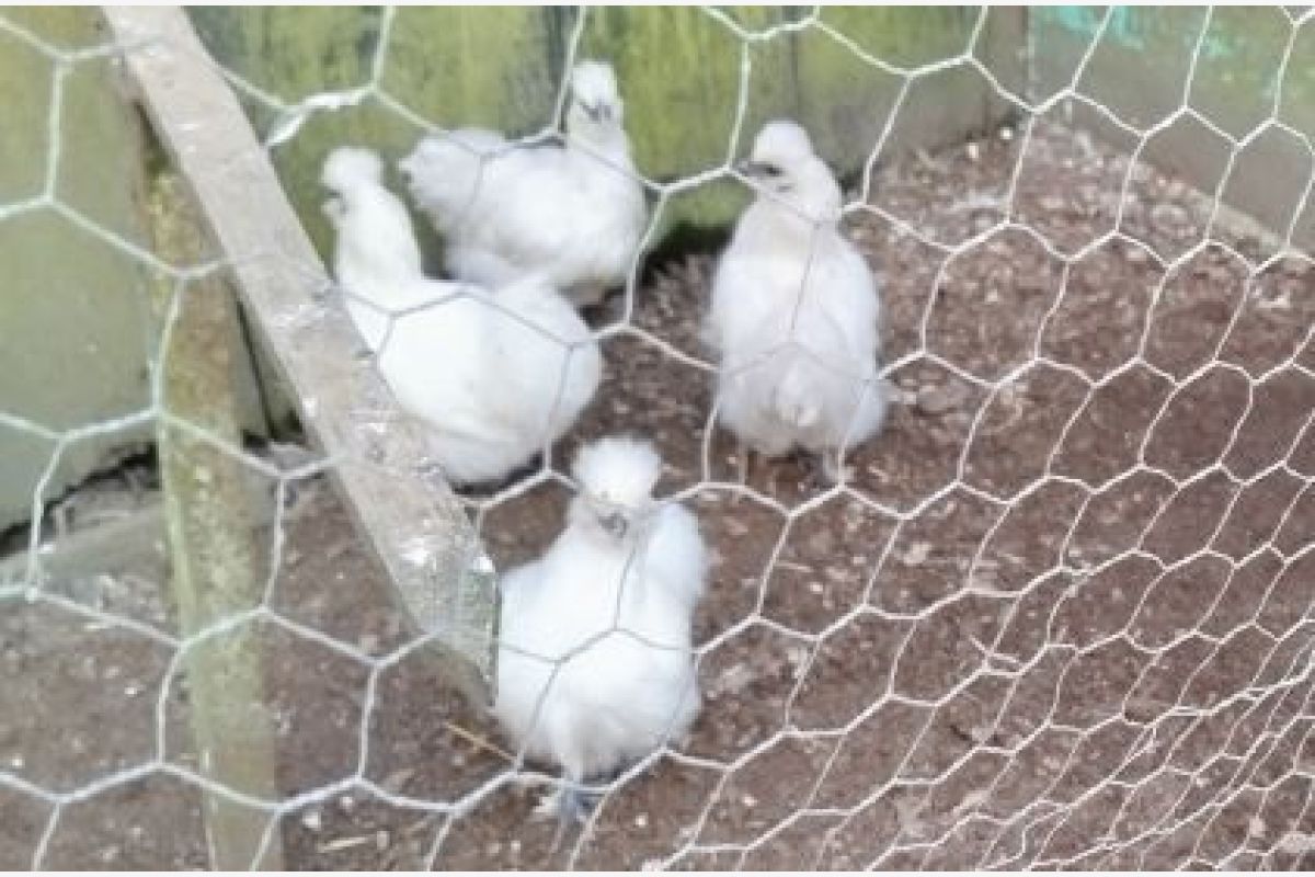 Poules nègres-soies