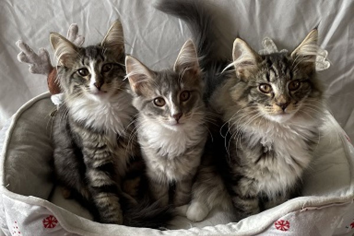 Chatons Norvégiens à réserver