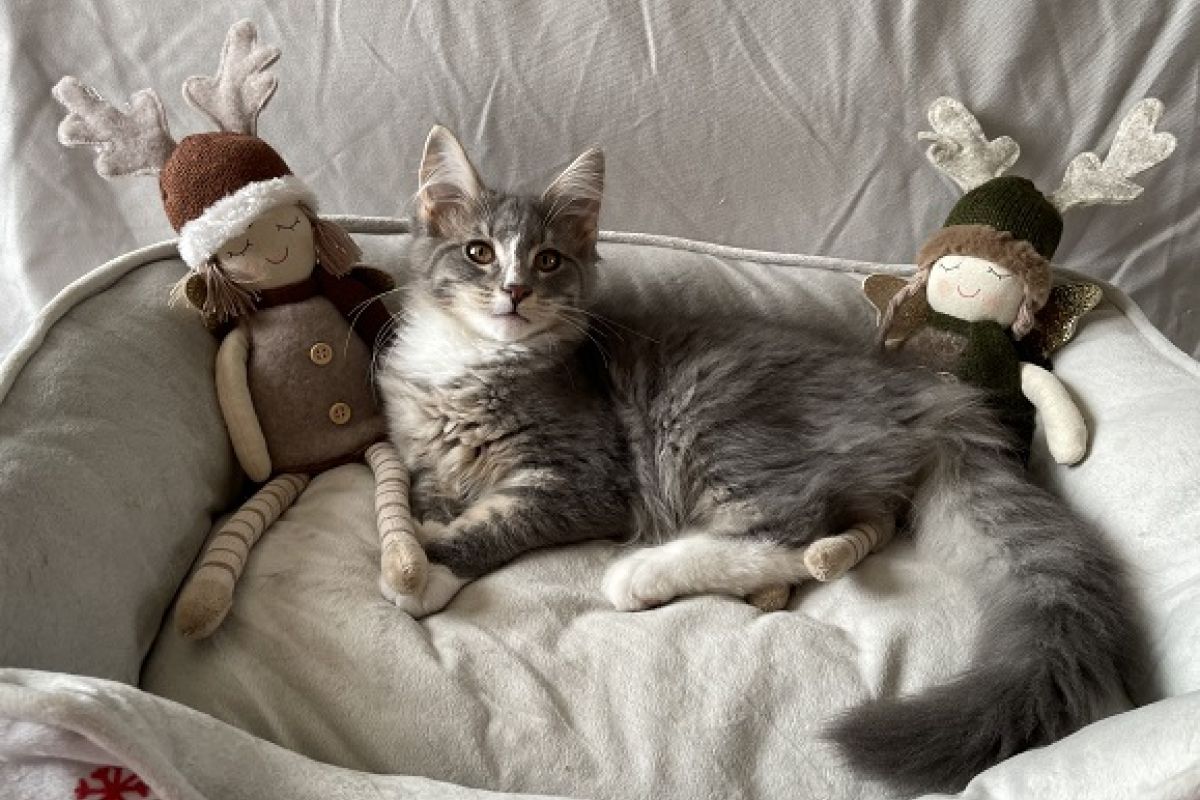 Photo 2 Chatons Norvégiens à réserver