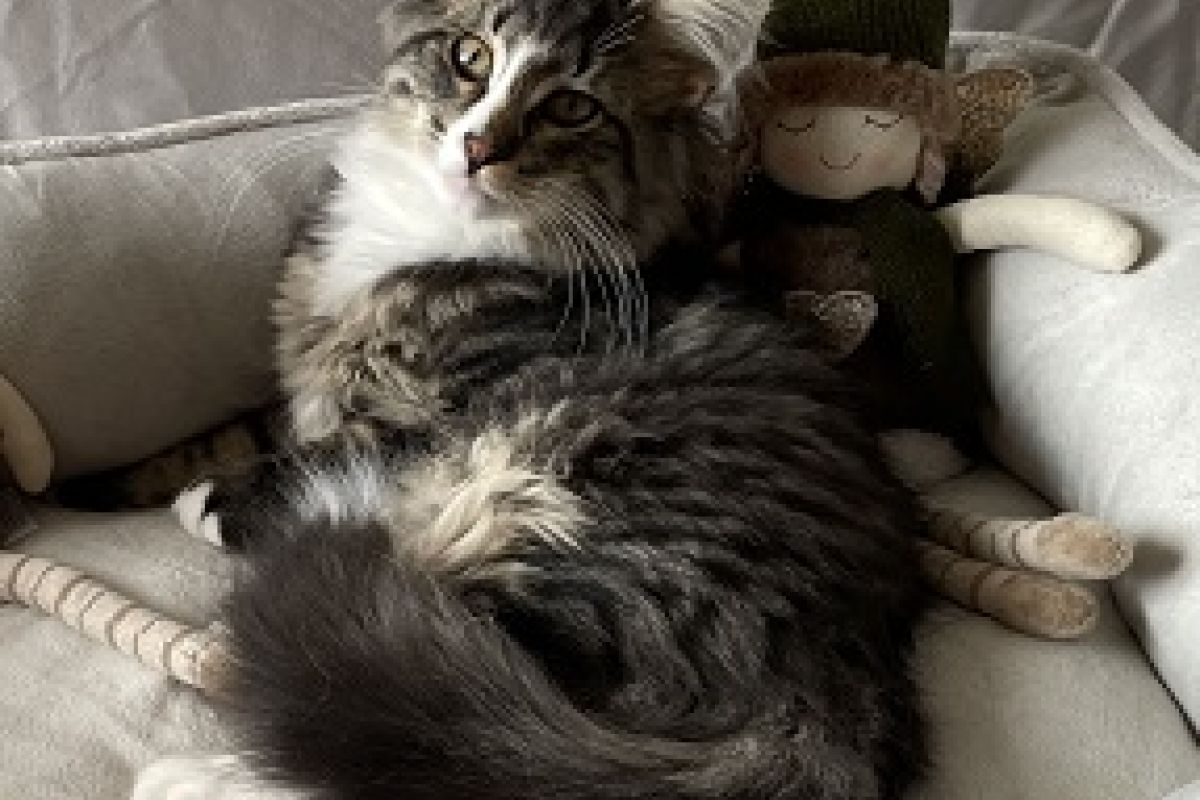 Photo 3 Chatons Norvégiens à réserver