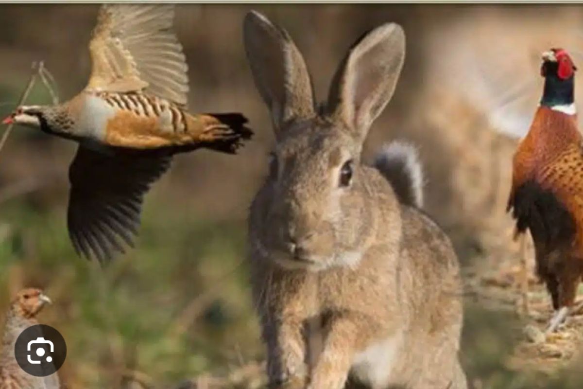 Recherche chiot, chien d’arrêt femelle 