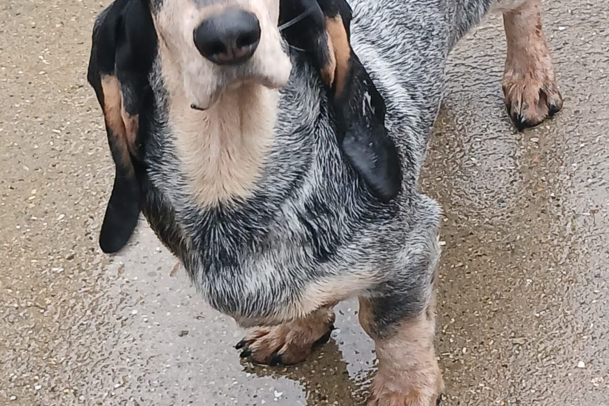 Photo 2 Race basset bleu de Gascogne LOF 