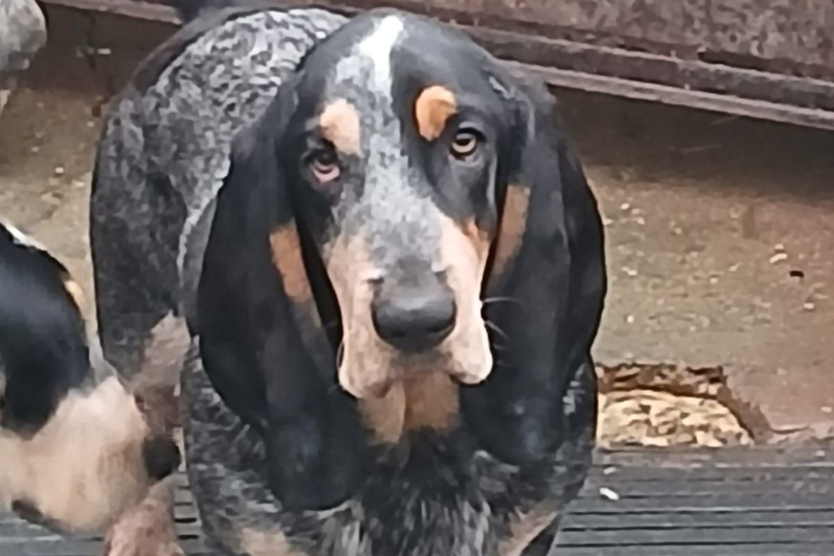 Race basset bleu de Gascogne LOF 