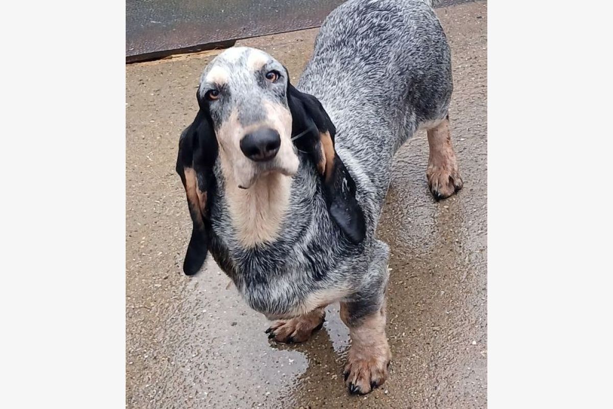 Race basset bleu de Gascogne