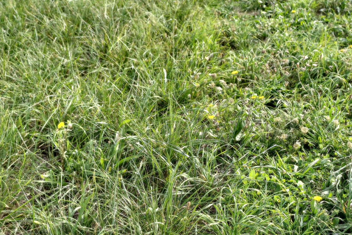 Photo 3 TERRAIN DE LOISIRS 4000 m² aux portes du Poney Club de Pied Bercy