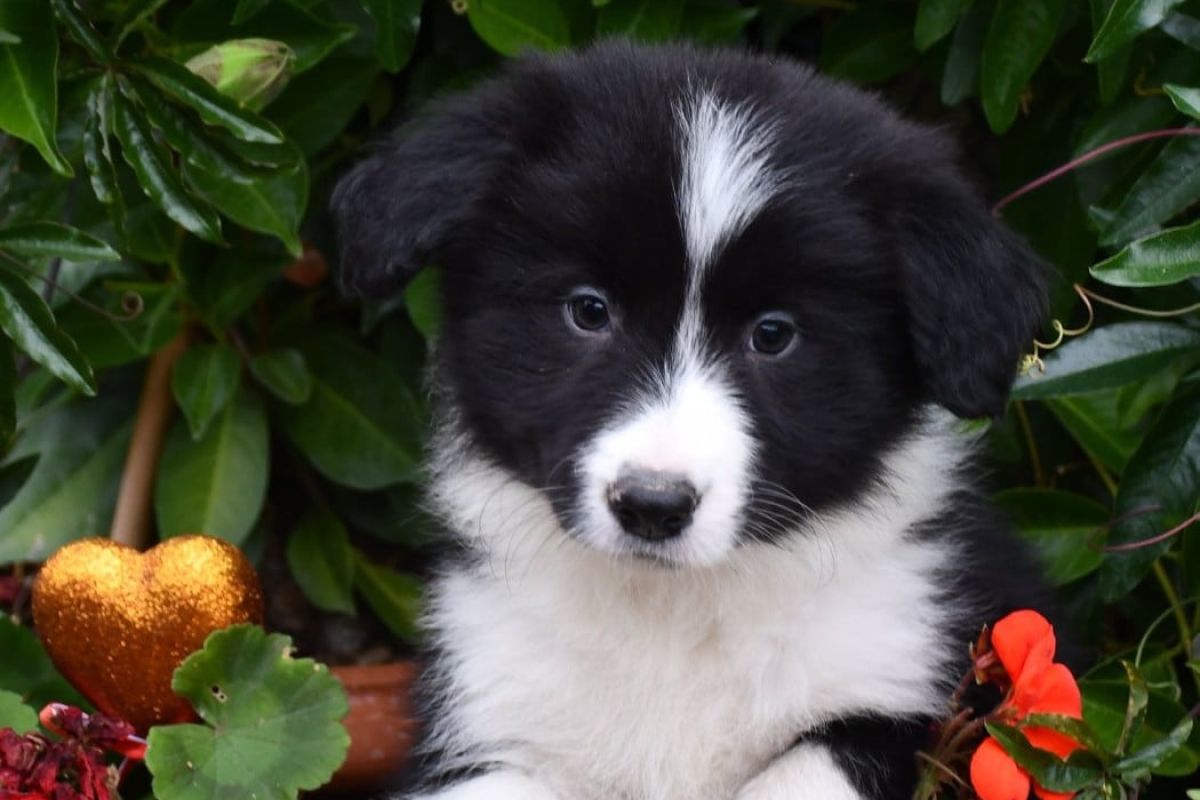 Chiots race border collie