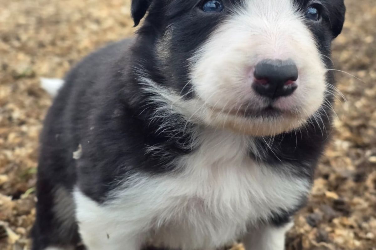 Photo 3 Chiots race border collie