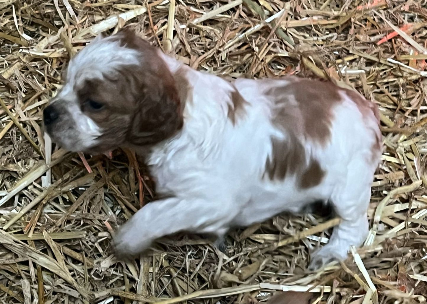 Race épagneul breton