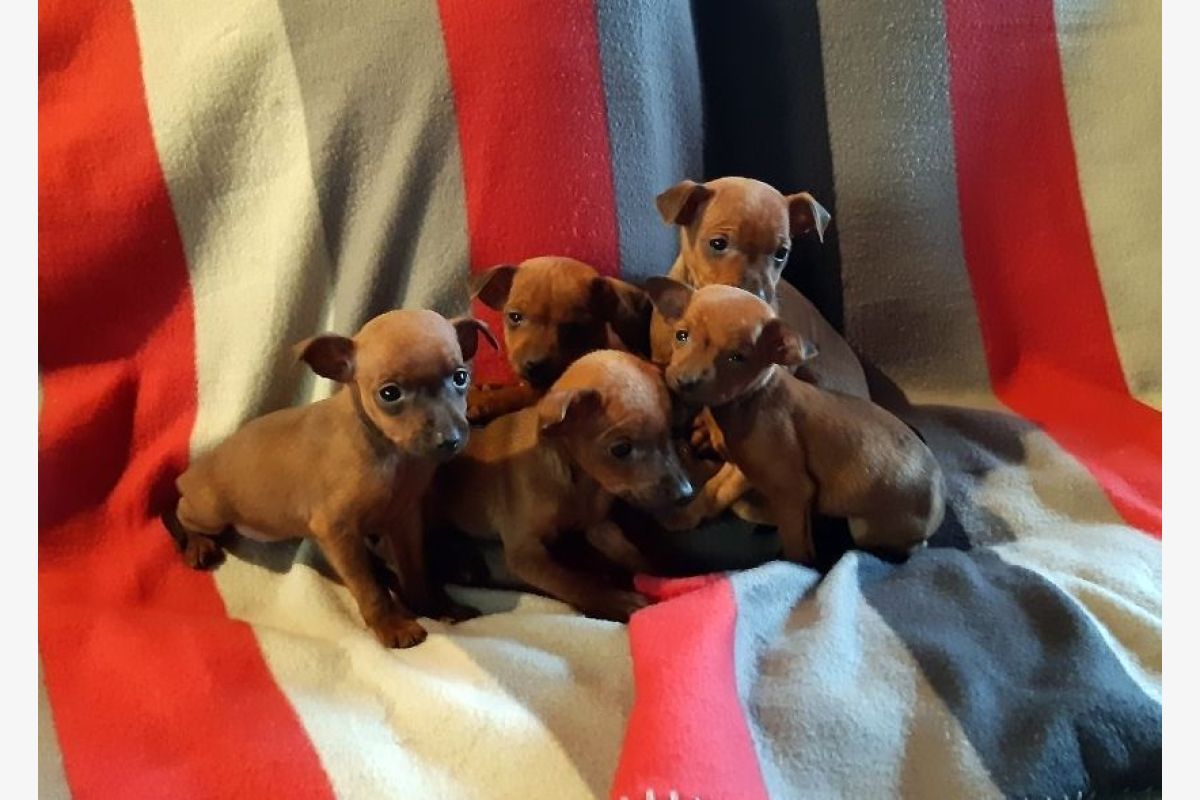 Apparence pinscher nain