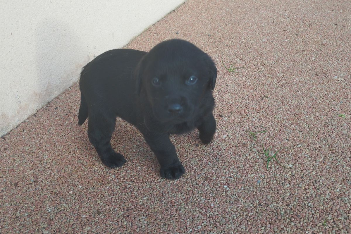Vends chiots Labrador